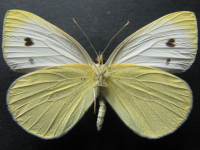 Adult Male Under of Cabbage White - Pieris rapae